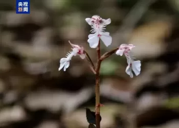 我国特有物种！广西首次记录到珍稀兰花——南岭齿唇兰。
New