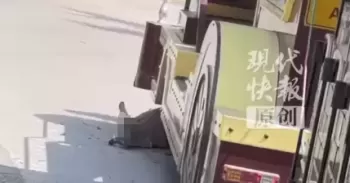 广州长隆一观光小火车轧到袋鼠，袋鼠尾巴动弹不得
New