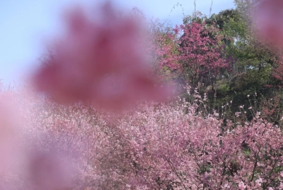 丹林樱花谷，花开了！