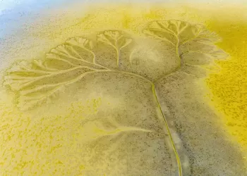 江苏盐城：黄海湿地现“潮汐树”风光
New