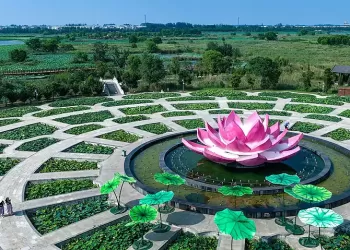 河南周口：龙湖湿地公园荷叶碧绿如毯
New