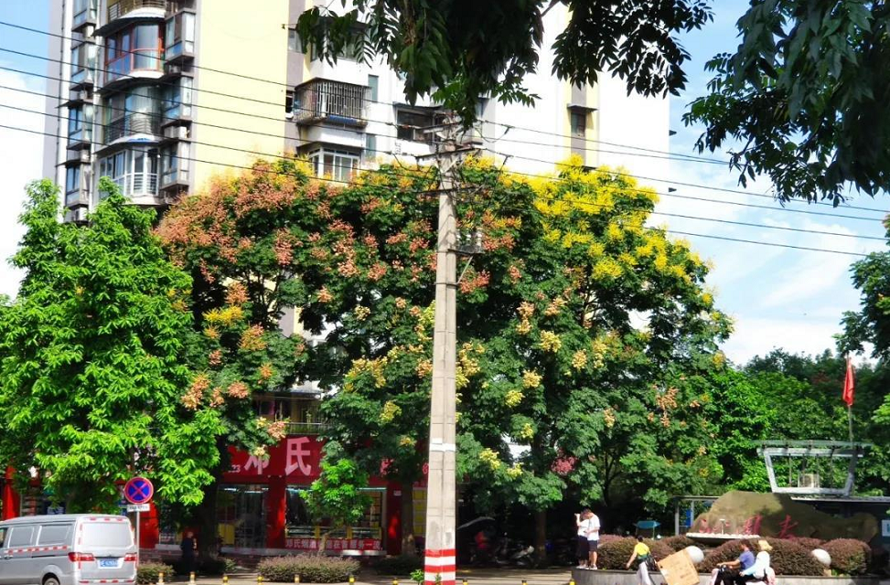 八月花事｜酒城浅秋，看栾树花开-1.png