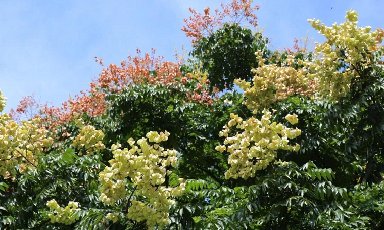 八月花事｜酒城浅秋，看栾树花开-2.png