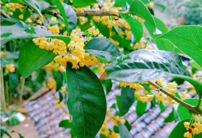 九月的味道|泸州全城桂花飘香，最是一抹秋意醉人！-1.png