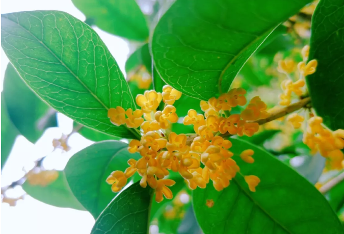 九月的味道|泸州全城桂花飘香，最是一抹秋意醉人！-2.png