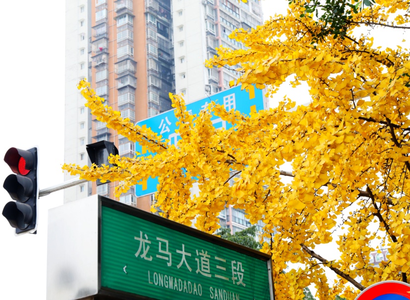 银杏黄了！泸州迎来新一轮“颜值”高峰-11.jpg