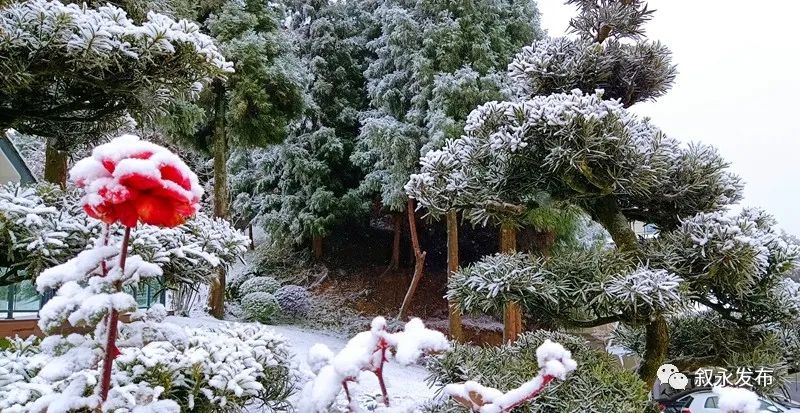 一步一景，满眼惊喜！泸州多地迎来降雪-1.jpg
