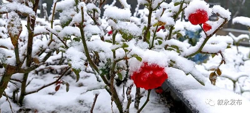 一步一景，满眼惊喜！泸州多地迎来降雪-6.jpg
