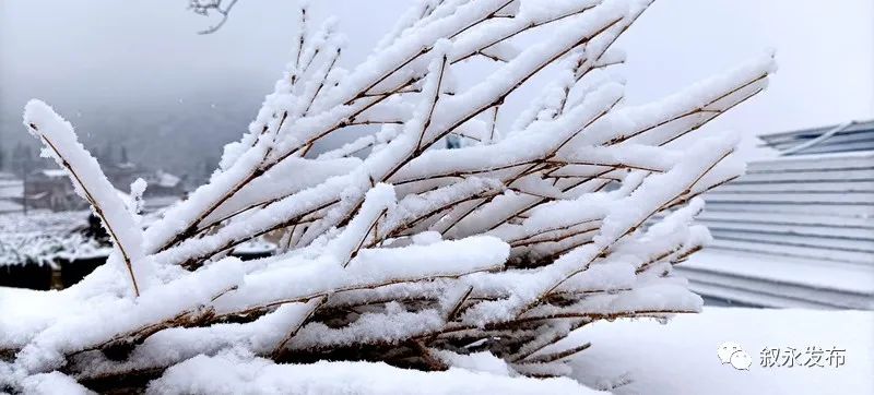 一步一景，满眼惊喜！泸州多地迎来降雪-7.jpg