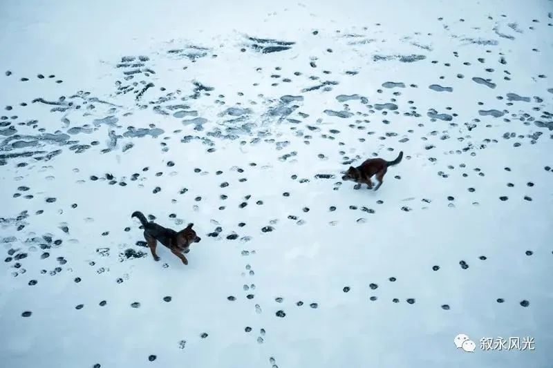 一步一景，满眼惊喜！泸州多地迎来降雪-12.jpg