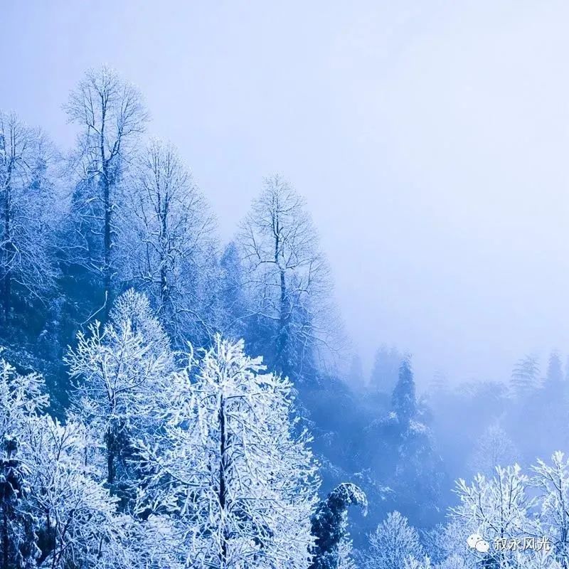 一步一景，满眼惊喜！泸州多地迎来降雪-10.jpg