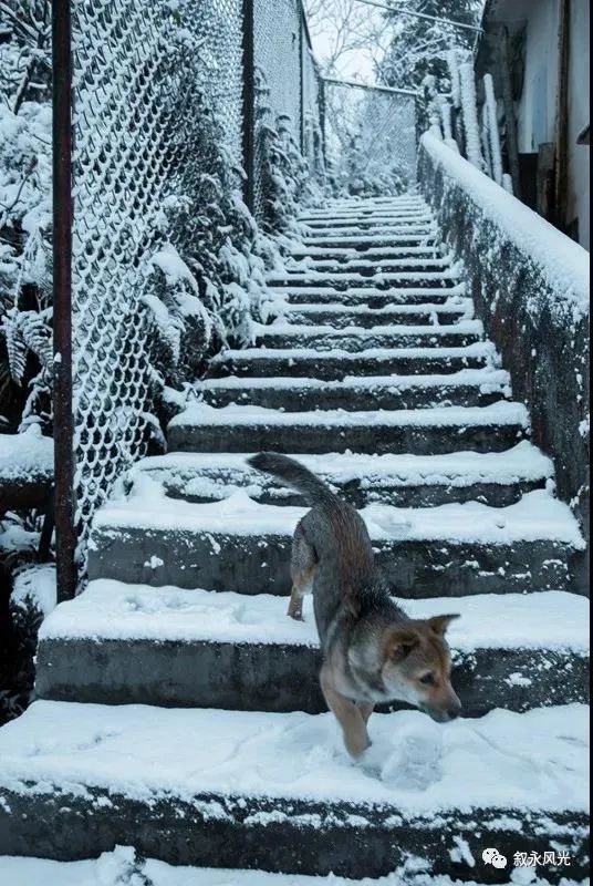 一步一景，满眼惊喜！泸州多地迎来降雪-9.jpg