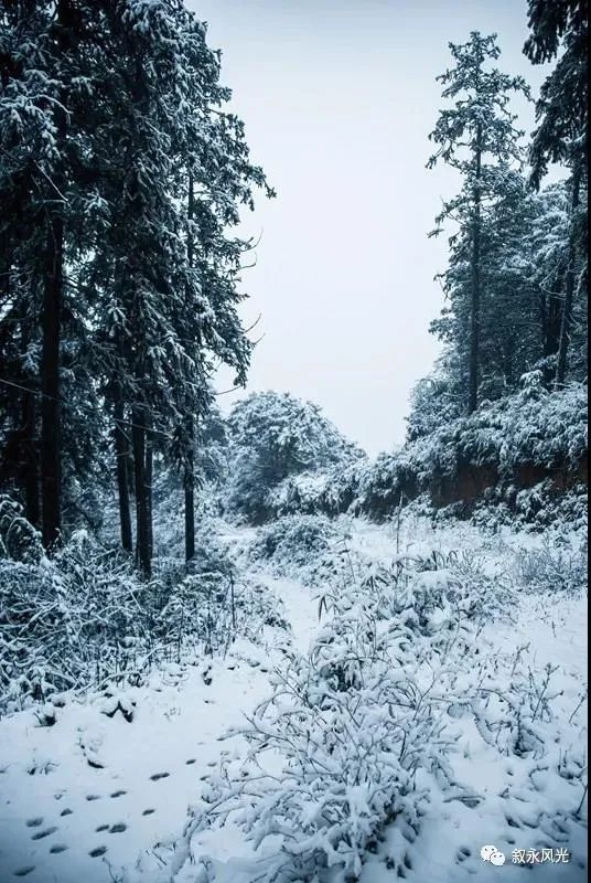 一步一景，满眼惊喜！泸州多地迎来降雪-14.jpg