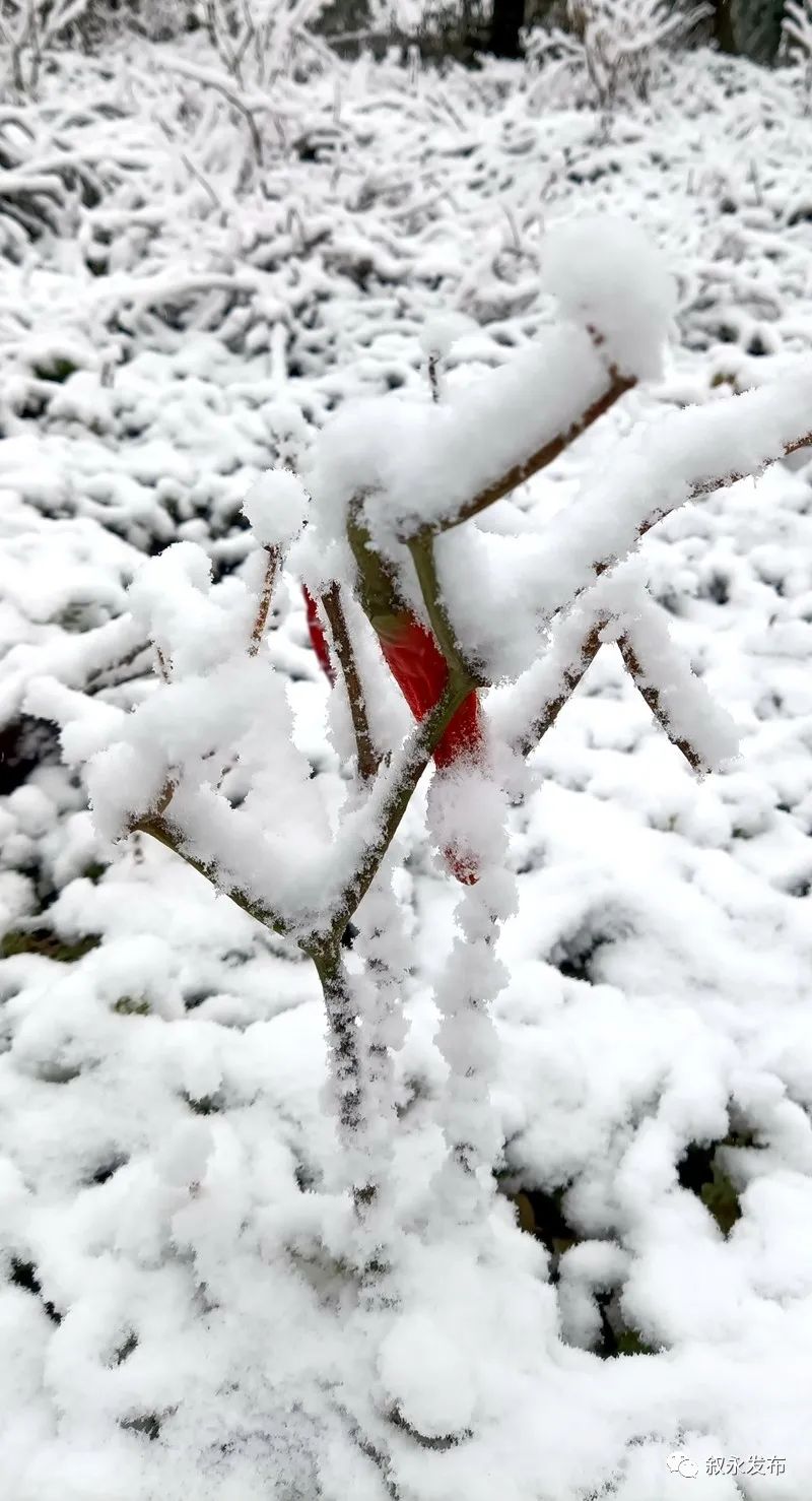 一步一景，满眼惊喜！泸州多地迎来降雪-16.jpg