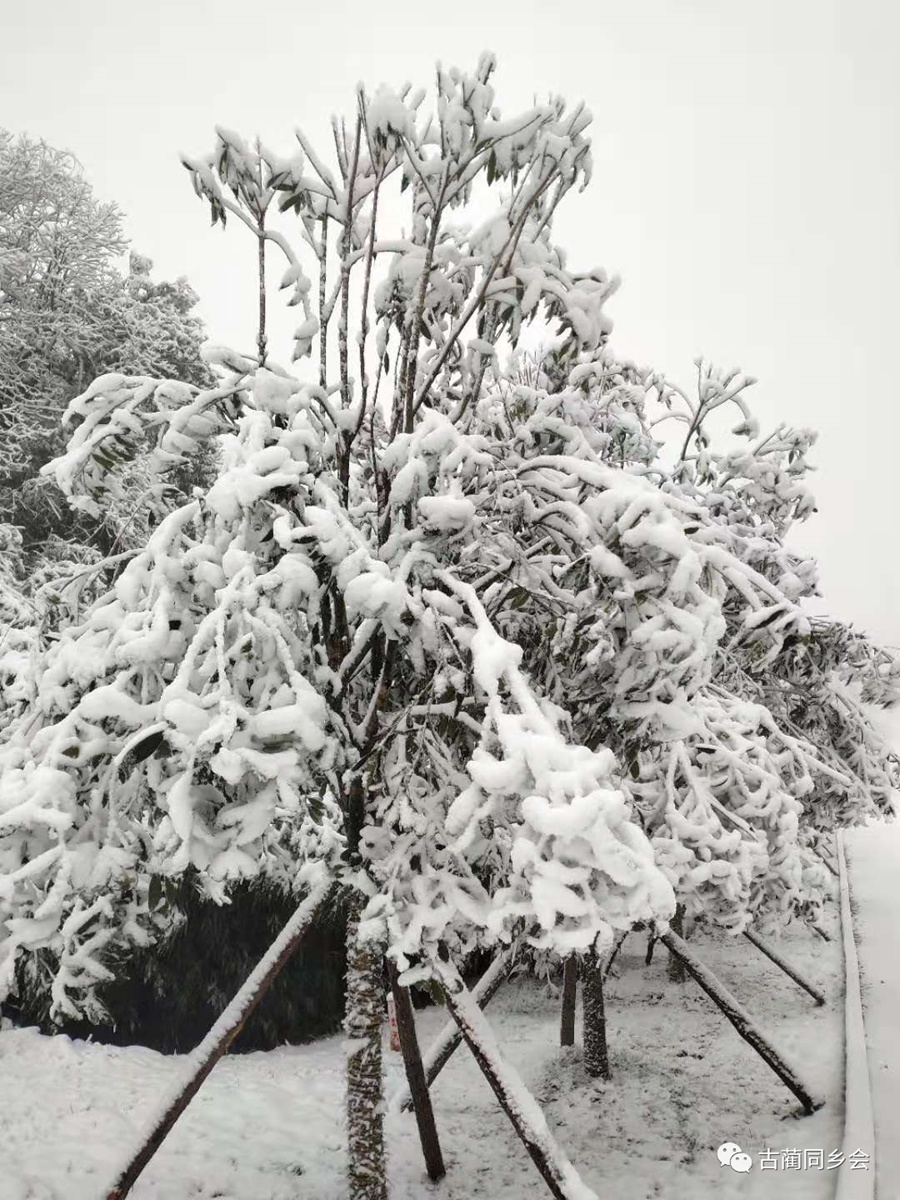 一步一景，满眼惊喜！泸州多地迎来降雪-19.jpg