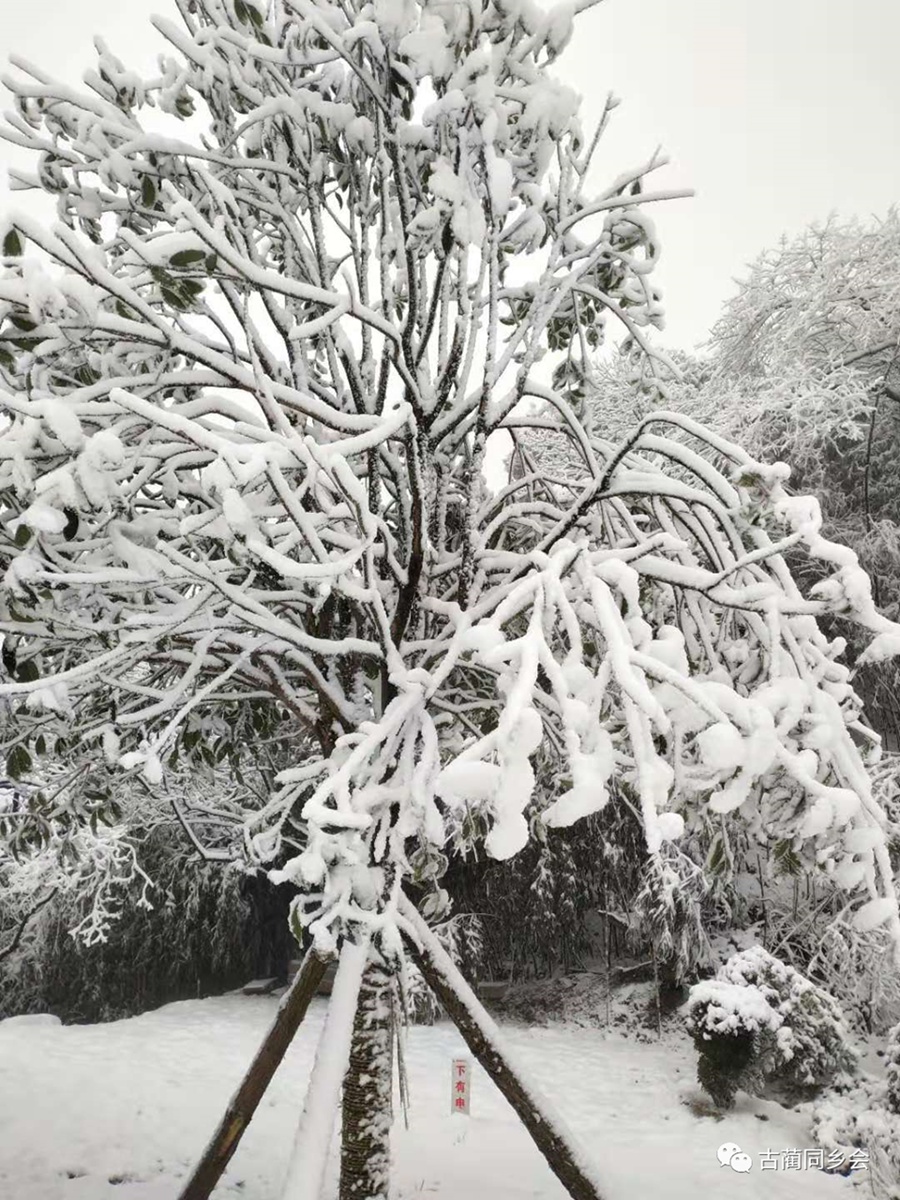 一步一景，满眼惊喜！泸州多地迎来降雪-21.jpg