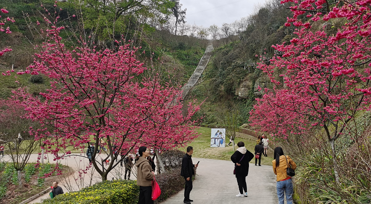 泸州市江阳区丹林乡樱花谷，经多年打造，樱花景观盛开-3.png