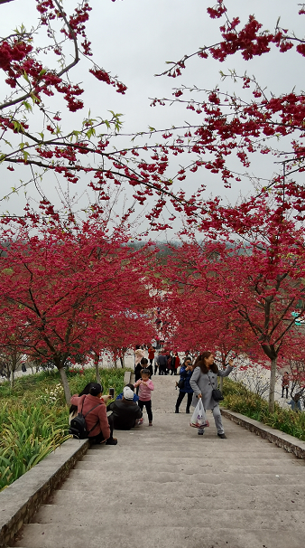 泸州市江阳区丹林乡樱花谷，经多年打造，樱花景观盛开-1.png