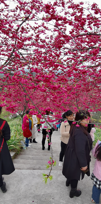 泸州市江阳区丹林乡樱花谷，经多年打造，樱花景观盛开-2.png