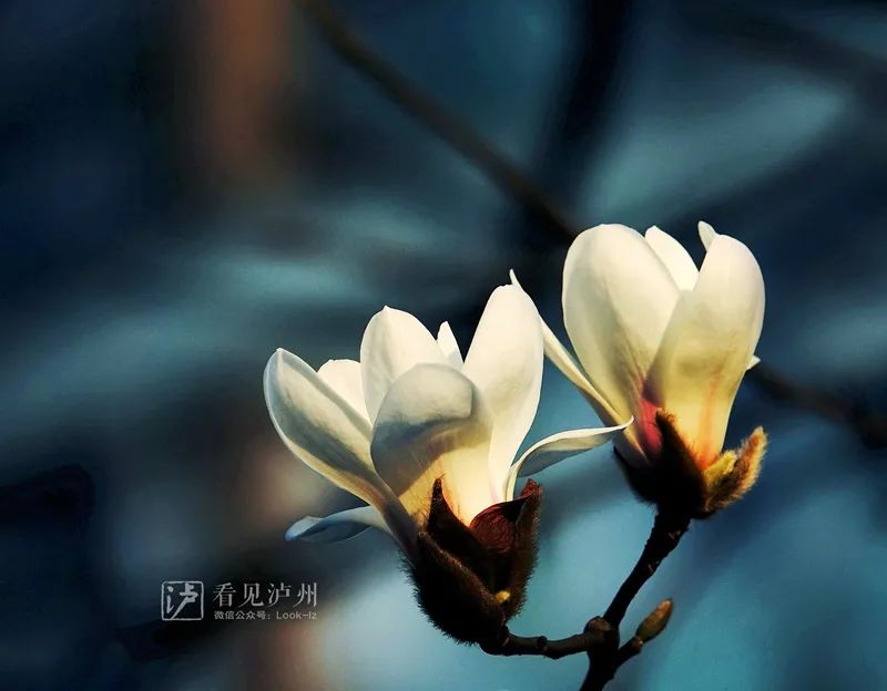 太仙了！泸州这些地方的玉兰花全开了！-7.jpg