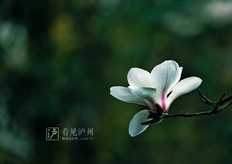 太仙了！泸州这些地方的玉兰花全开了！-6.jpg