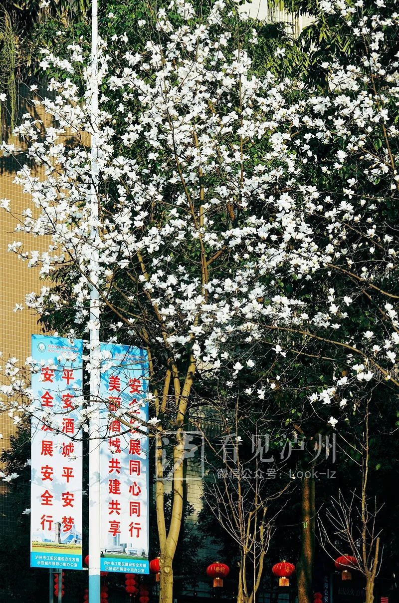 太仙了！泸州这些地方的玉兰花全开了！-2.jpg