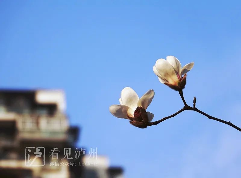 太仙了！泸州这些地方的玉兰花全开了！-4.jpg