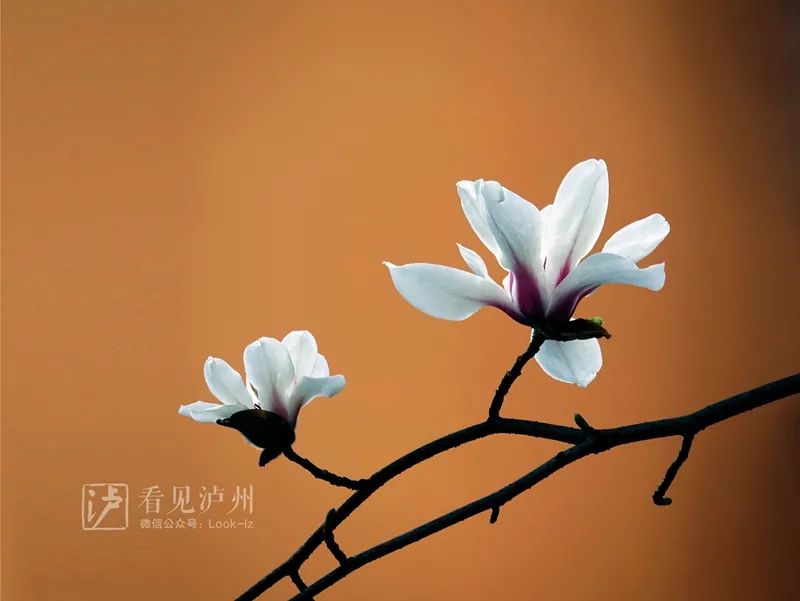 太仙了！泸州这些地方的玉兰花全开了！-5.jpg