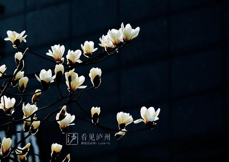 太仙了！泸州这些地方的玉兰花全开了！-8.jpg