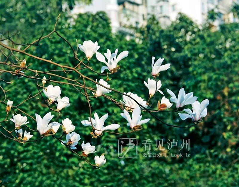 太仙了！泸州这些地方的玉兰花全开了！-11.jpg