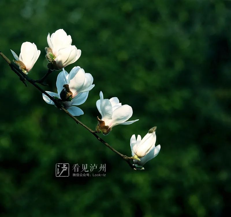 太仙了！泸州这些地方的玉兰花全开了！-10.jpg