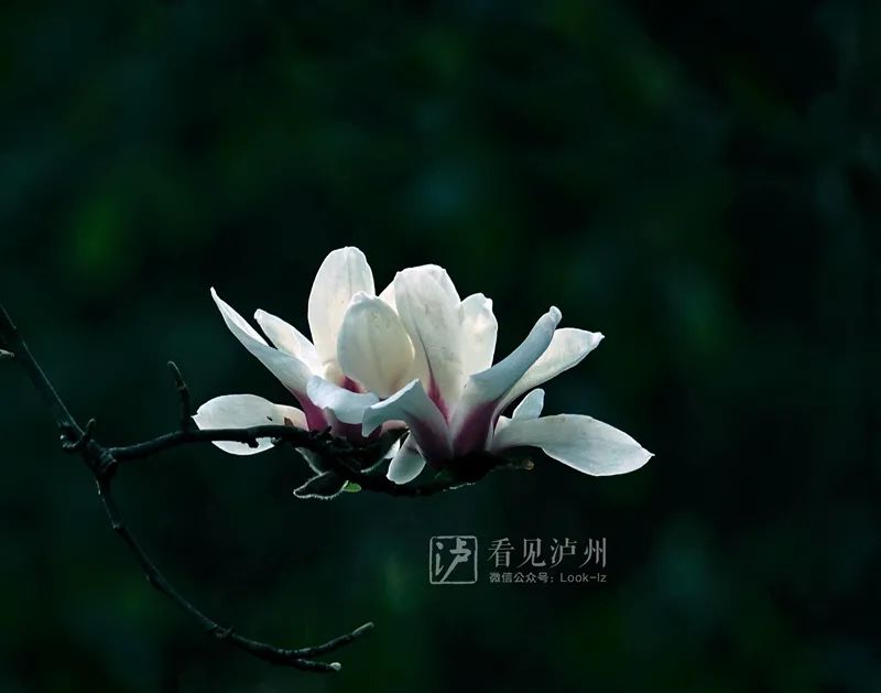 太仙了！泸州这些地方的玉兰花全开了！-9.jpg