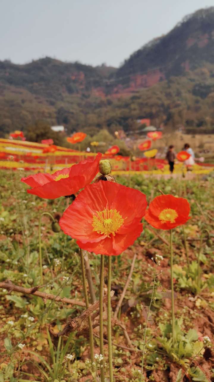 泸州花田酒地一日游-7.jpg