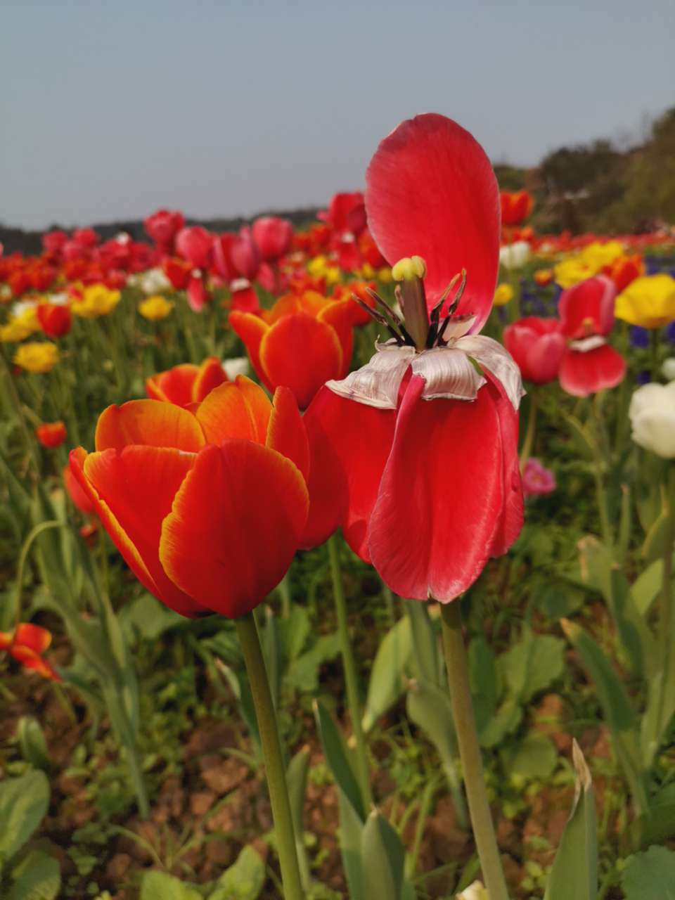 泸州花田酒地一日游-3.jpg