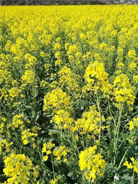 油菜花开时，踏青好时节，待到山花烂漫时，她在丛中笑！-2.jpg
