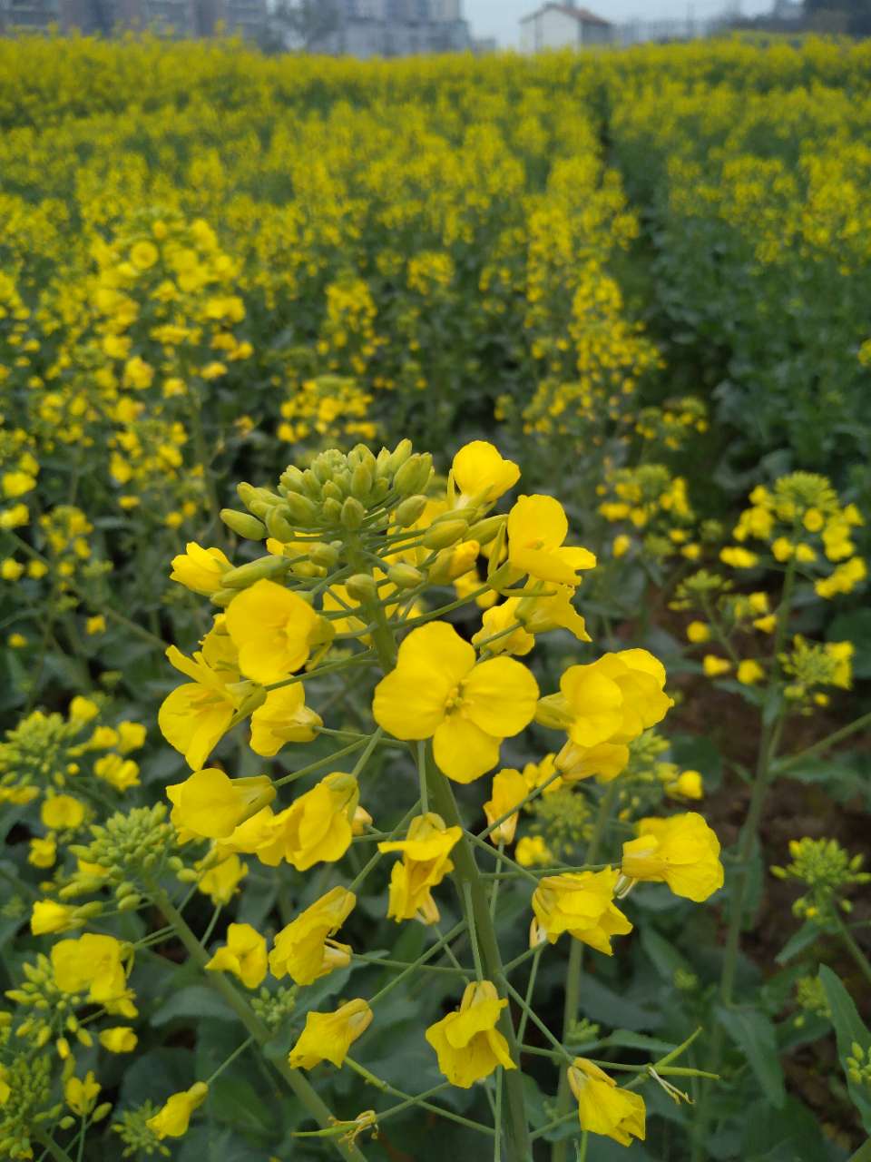 油菜花开时，踏青好时节，待到山花烂漫时，她在丛中笑！-1.jpg