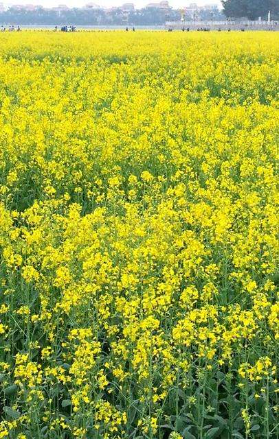 油菜花开时，踏青好时节，待到山花烂漫时，她在丛中笑！-4.jpg