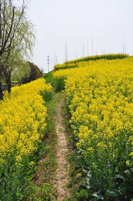 油菜花开时，踏青好时节，待到山花烂漫时，她在丛中笑！-3.jpg