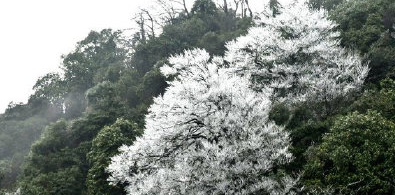泸州古蔺黄荆夜间飞雪，虎头山上再现雾凇景观-1.png