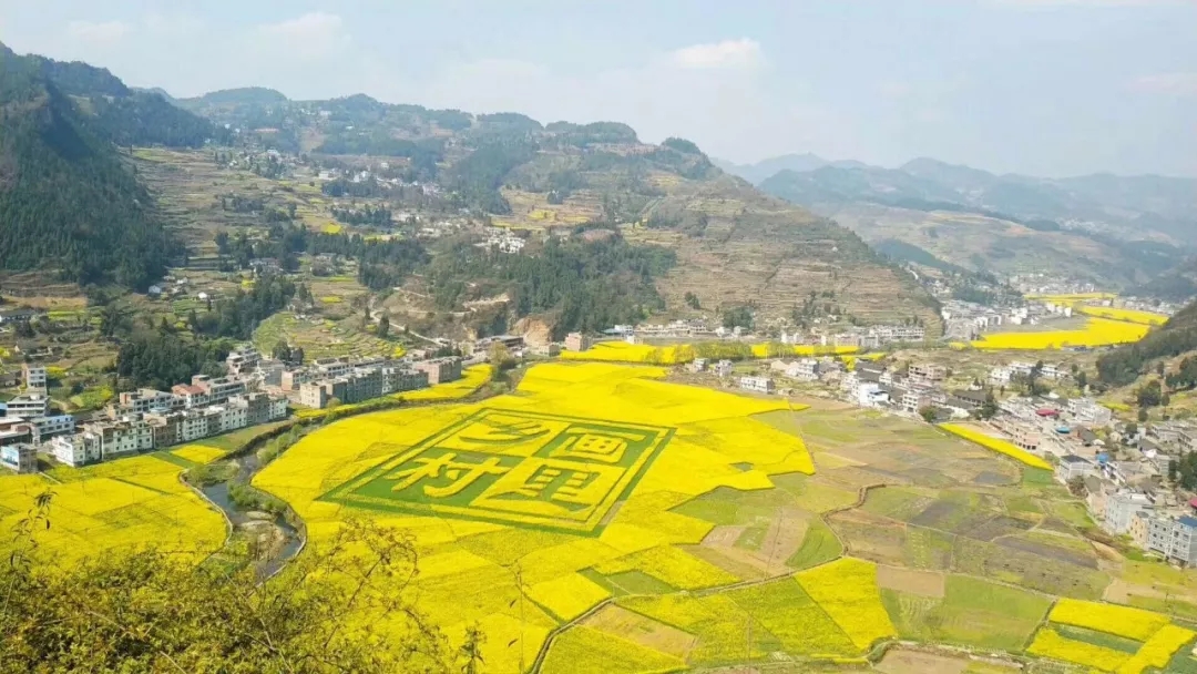 泸州双沙千亩油菜花竞相绽放，进入最佳观赏期-3.jpg