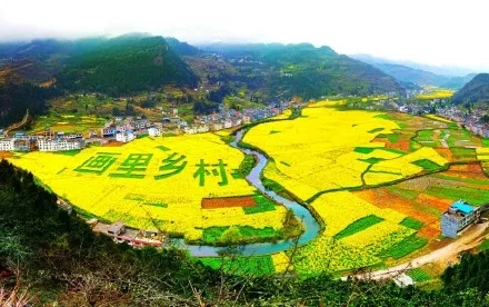 泸州双沙千亩油菜花竞相绽放，进入最佳观赏期-2.jpg
