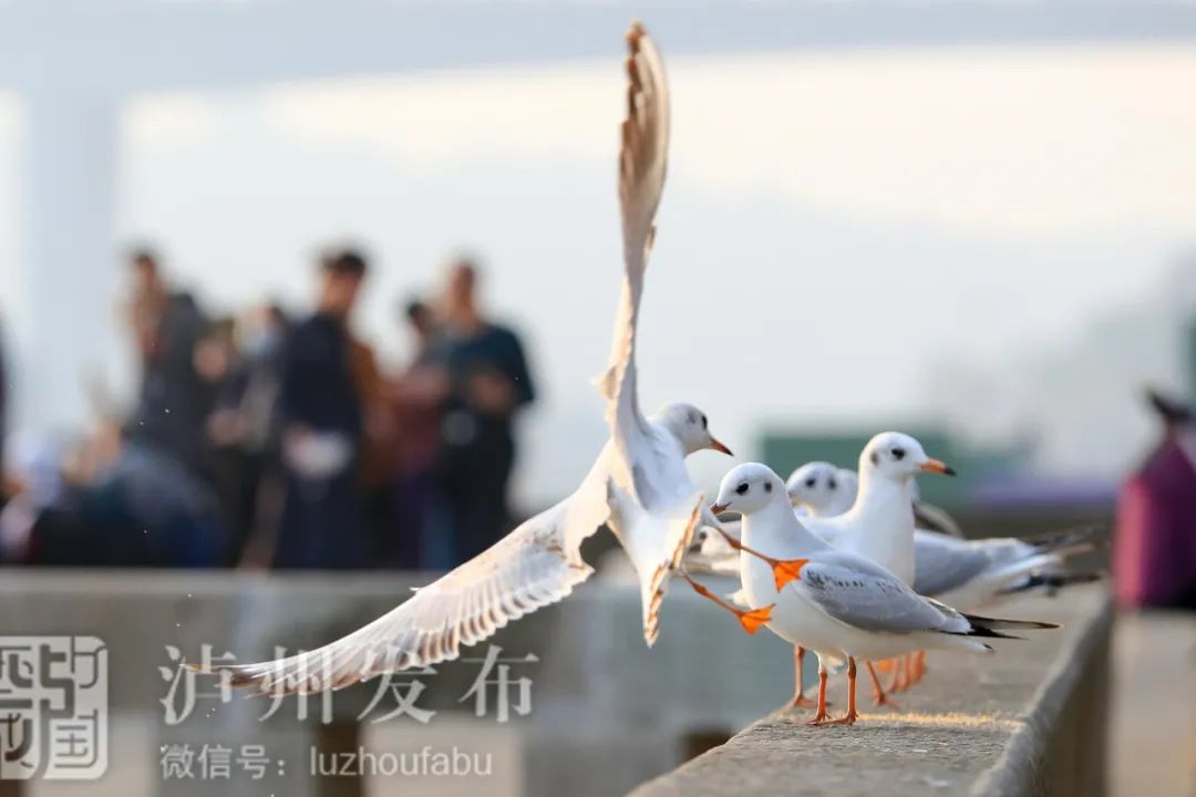 青山绿水共为邻，泸州守护一江清水向东流-14.jpg
