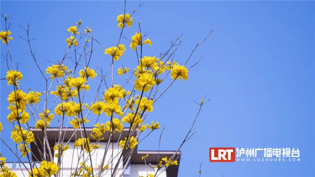 泸州路边这一抹耀眼的“黄”，太令人心醉了~-1.jpg