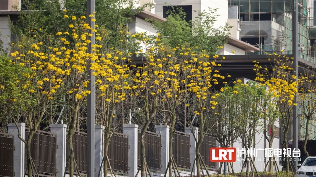 泸州路边这一抹耀眼的“黄”，太令人心醉了~-2.jpg