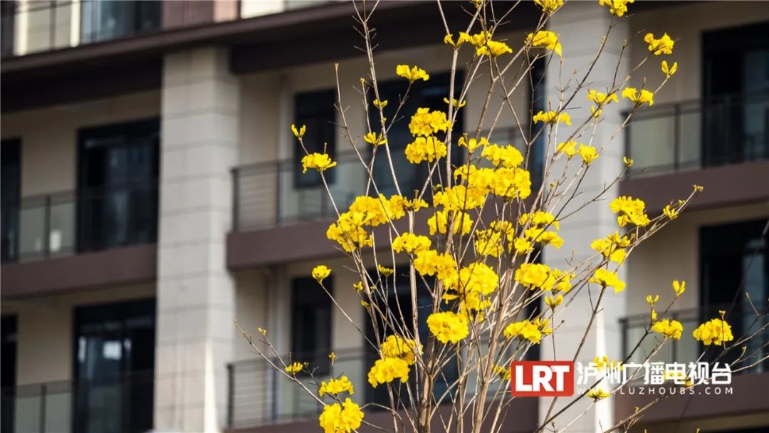 泸州路边这一抹耀眼的“黄”，太令人心醉了~-4.jpg