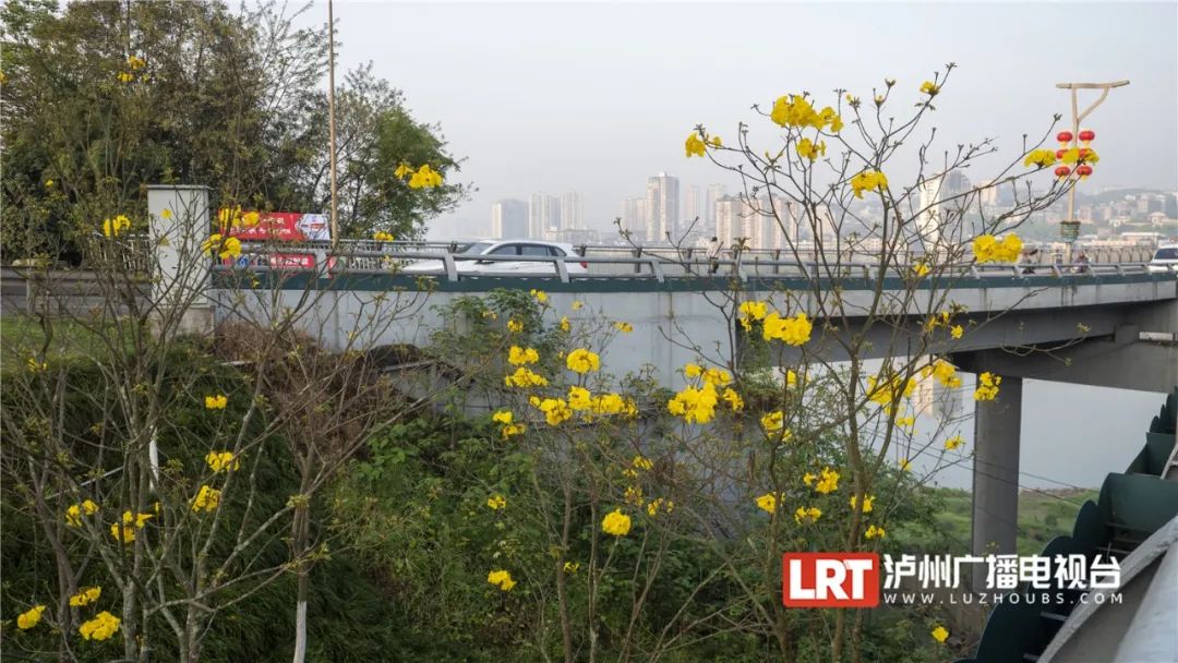 泸州路边这一抹耀眼的“黄”，太令人心醉了~-8.jpg