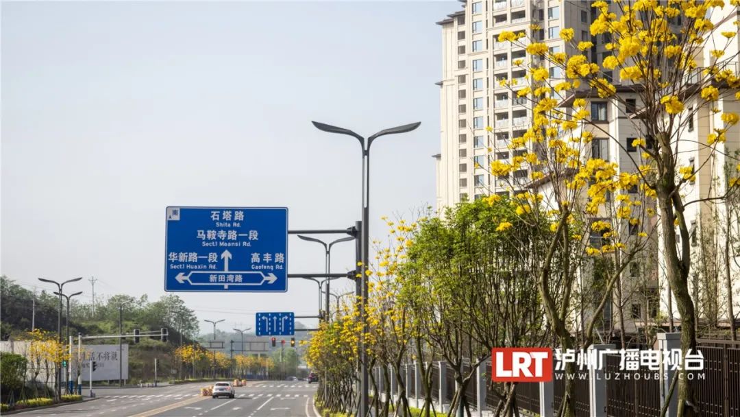 泸州路边这一抹耀眼的“黄”，太令人心醉了~-6.jpg