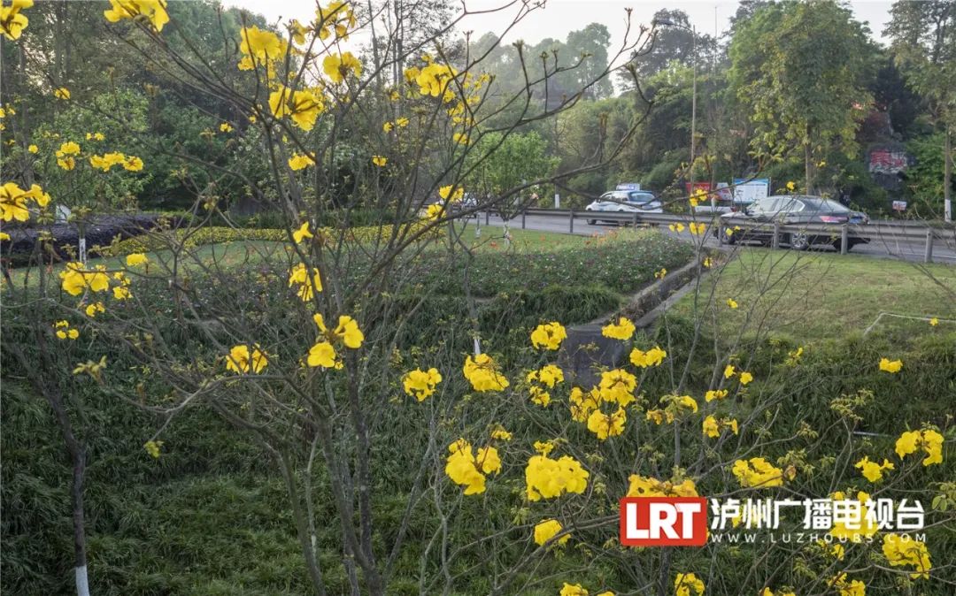 泸州路边这一抹耀眼的“黄”，太令人心醉了~-9.jpg