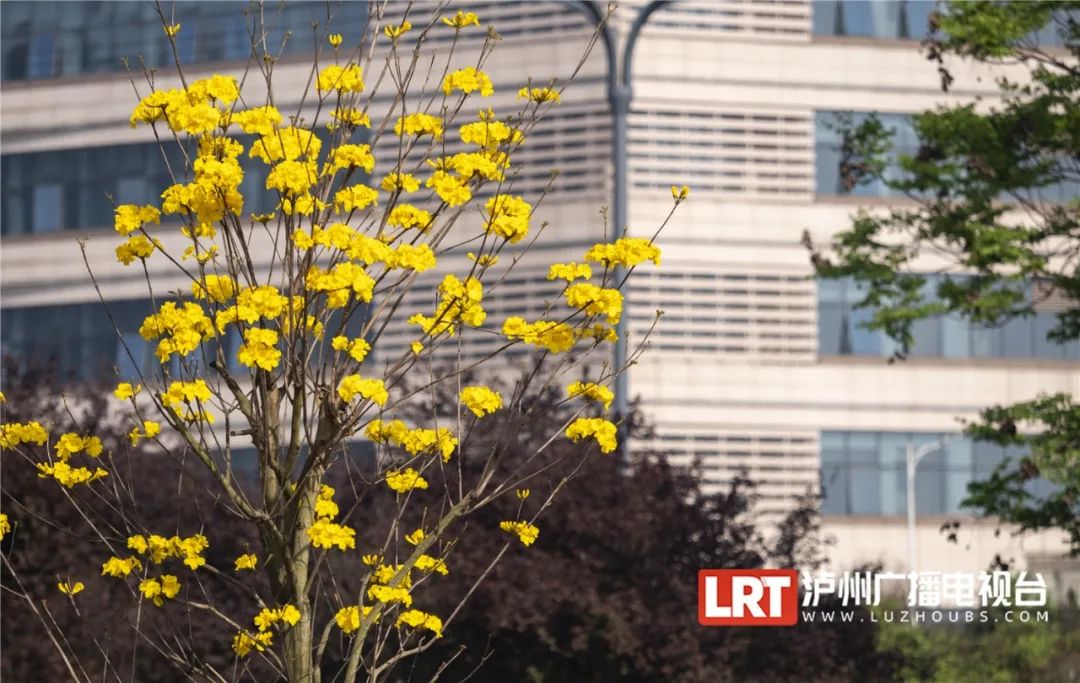 泸州路边这一抹耀眼的“黄”，太令人心醉了~-10.jpg
