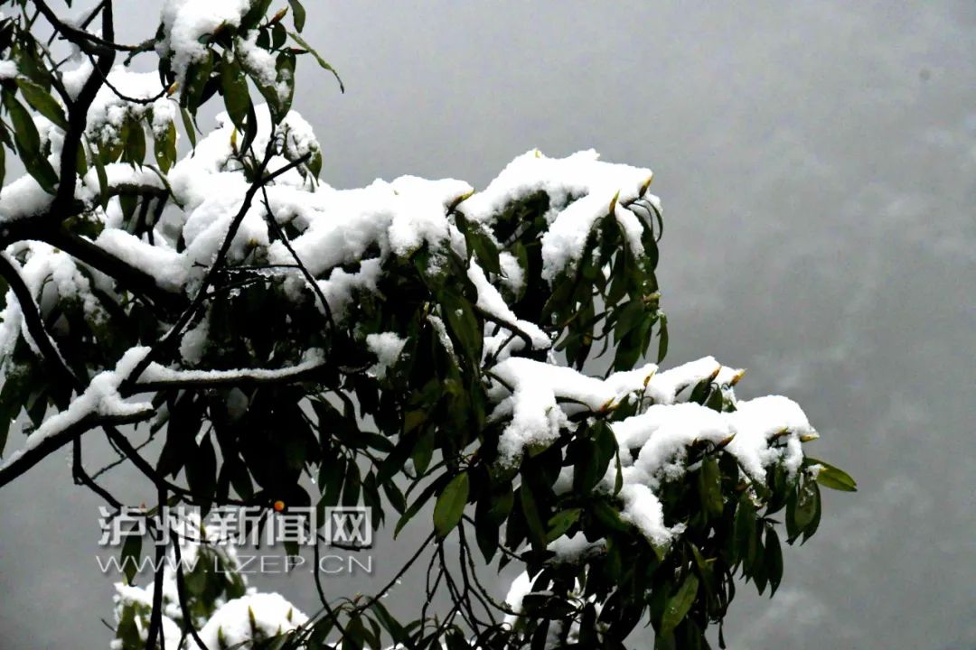 你见过大雪纷飞的三月吗？“倒春寒”如约而至，泸州这些地方下雪了…-12.jpg